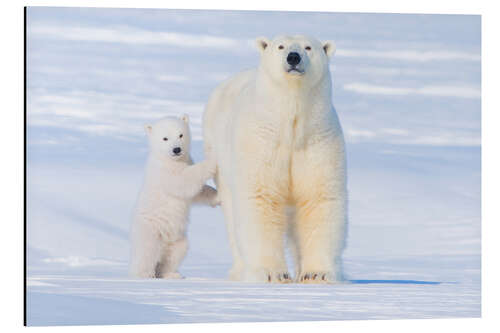 Aluminium print Polar Bear family