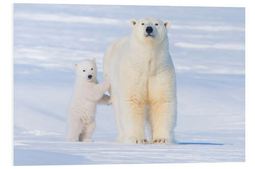 Foam board print Polar Bear family