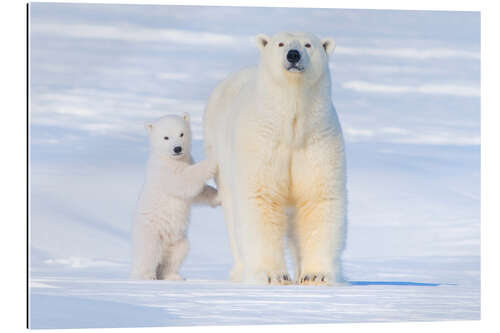 Quadro em plexi-alumínio Família do urso polar