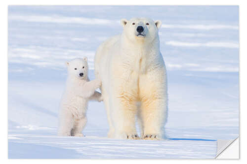 Vinilo para la pared Familia del oso polar