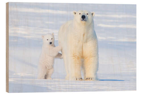 Wood print Polar Bear family