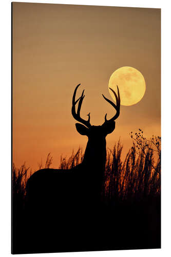 Aluminium print Whitetail Deer with full moon