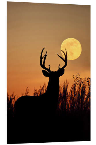 Foam board print Whitetail Deer with full moon