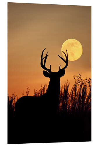 Gallery print Whitetail Deer with full moon