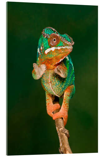 Acrylic print Panther chameleon