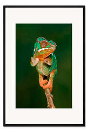 Gerahmter Kunstdruck Pantherchamäleon