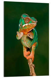 Gallery print Panther chameleon