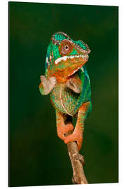 Magnettafel Pantherchamäleon