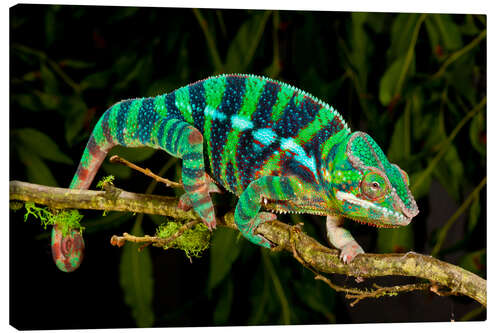 Canvas print Rainbow Panther Chameleon