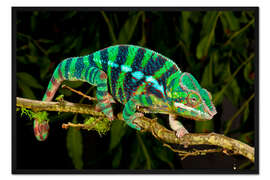 Gerahmter Kunstdruck Regenbogen Panther-Chamäleon