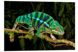 Foam board print Rainbow Panther Chameleon