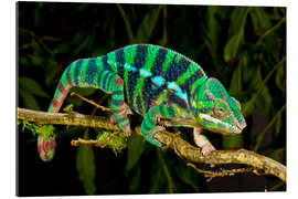 Galleritryk Rainbow Panther Chameleon