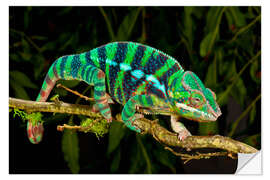 Selvklebende plakat Rainbow Panther Chameleon