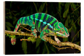 Wood print Rainbow Panther Chameleon