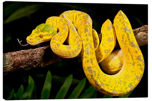 Lerretsbilde Green tree python