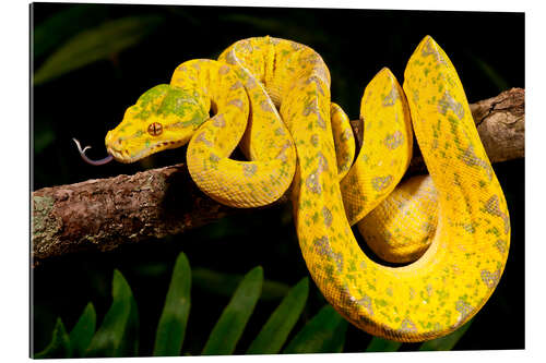 Gallery print Green tree python