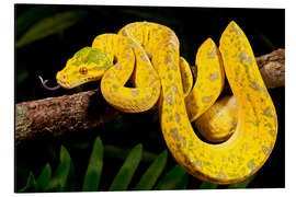 Magnettafel Grüner Baumpython