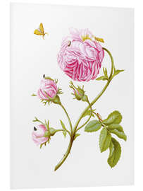 Foam board print Wood anemone