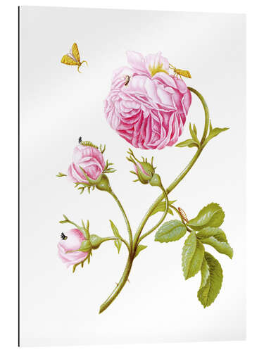 Quadro em plexi-alumínio Wood anemone