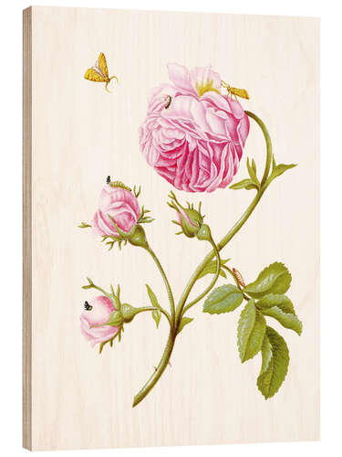 Quadro de madeira Wood anemone