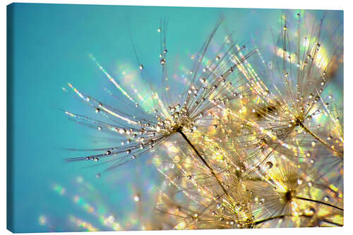 Leinwandbild Pusteblume Türkis mit Gold