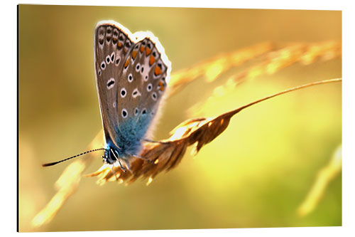 Obraz na aluminium Butterfly in late summer