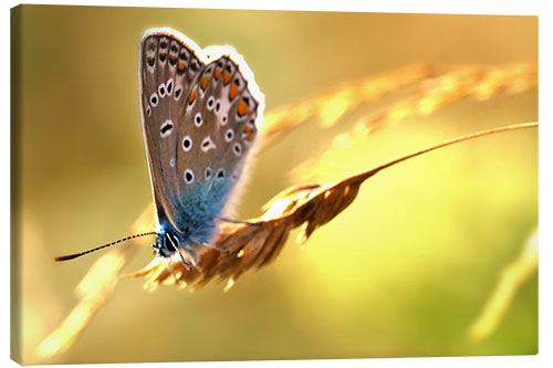 Leinwandbild Schmetterling im Spätsommer