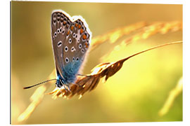 Galleritryck Butterfly in late summer