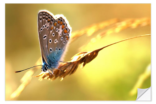 Wall sticker Butterfly in late summer