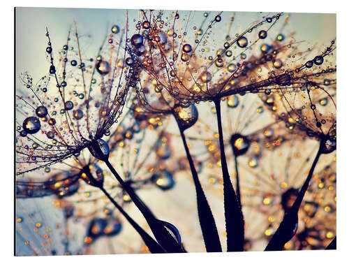 Aluminium print Dandelion color