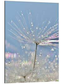 Tableau en aluminium Dandelion Crystal