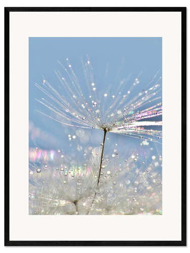 Impresión de arte enmarcada Dandelion Crystal