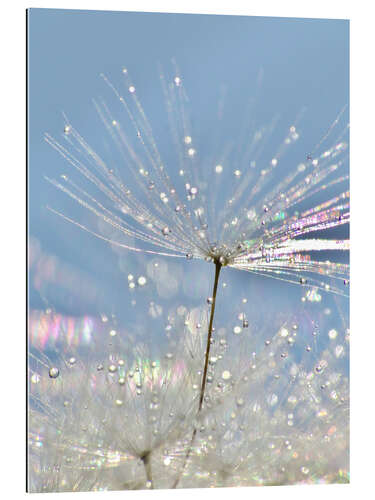 Gallery print Dandelion Crystal