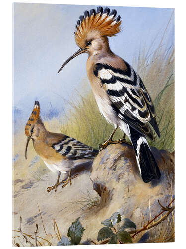 Akrylglastavla Hoopoe