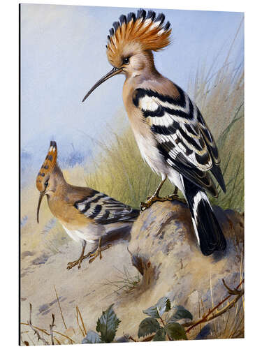 Aluminiumtavla Hoopoe