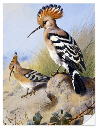 Selvklebende plakat Hoopoe