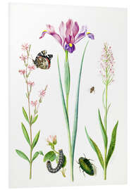 Foam board print Red catchfly, rose, iris &amp; orchis