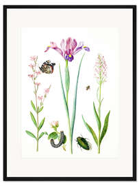 Gerahmter Kunstdruck Pechnelke, Rose, Iris &amp; Knabenkraut