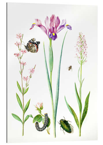 Gallery print Red catchfly, rose, iris & orchis