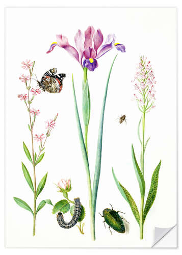 Sisustustarra Red catchfly, rose, iris & orchis