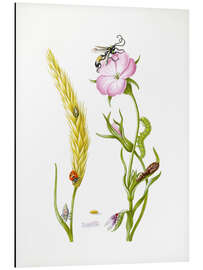 Magnettafel Weizenähre &amp; Kornrade mit Insekten