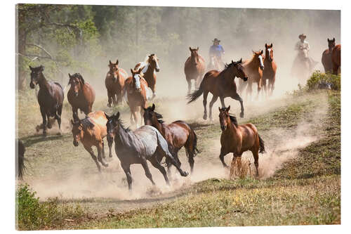 Acrylic print Wild horses in Montana