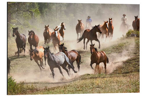 Print på aluminium Wild horses in Montana