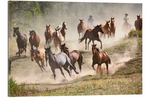 Galleritryck Wild horses in Montana