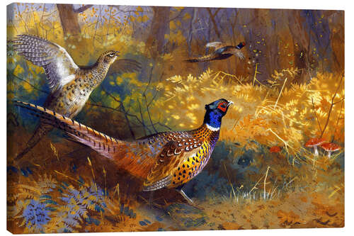 Canvas print Two pheasants on the edge of the forest