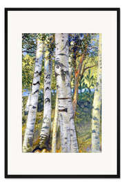 Gerahmter Kunstdruck Birkenstämme