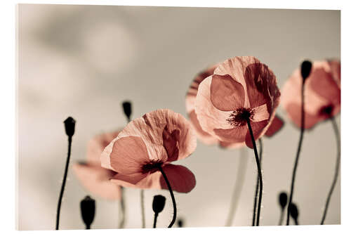Cuadro de metacrilato Amapolas rojas