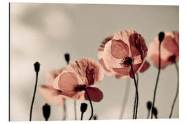 Tableau en aluminium Coquelicots rouges