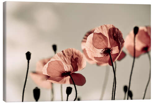 Leinwandbild Roter Mohn