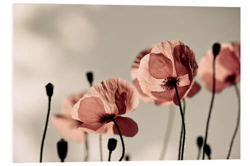 Hartschaumbild Roter Mohn